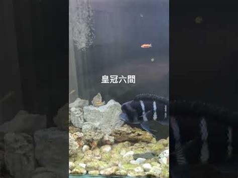 皇冠六間混養|皇冠六間魚養殖注意事項 – 寵物百科